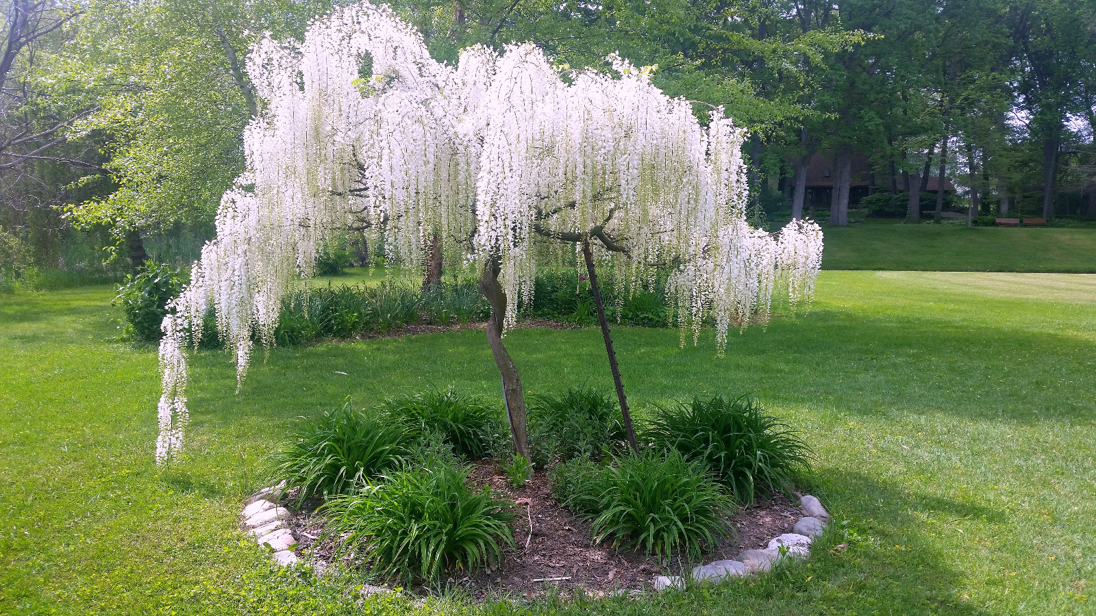 WHITE TREE WISTERIA